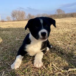 Vaugn - Black male Border Collie puppy in Aledo, Illinois from Claycreek Ranch