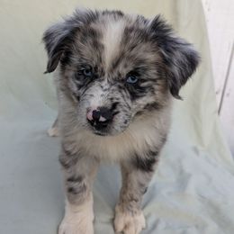Boy 5 - Blue merle Australian Shepherd puppy in Sanger, California from A&M Australian Shepherds