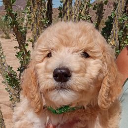 Poodle Puppies from Southwest Standards