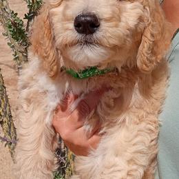 Poodle Puppies from Southwest Standards