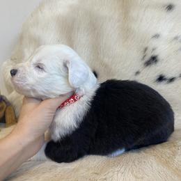 Show Pick Male Puppy 1 - Gray and white male Old English Sheepdog puppy in Tulsa, Oklahoma from Yadah Sheepdogs