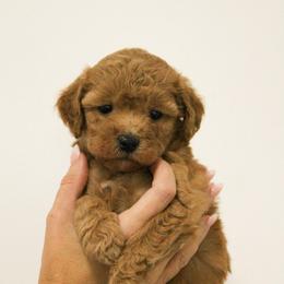 Maple - Red  female Goldendoodle puppy in Clarksville, Tennessee from Tennessee Goldendoodles, since 2014