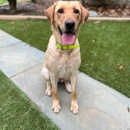Marley - Labrador Retriever