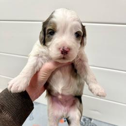 Wilson - Blue merle male Aussiedoodle puppy in Heber City, Utah from Junipersdoodles
