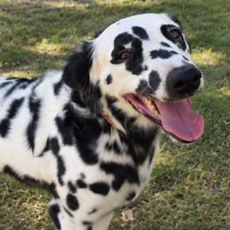 Rip - White and black male Dalmatian puppy in Weatherford, Texas from Texas Legacy Dalmatians