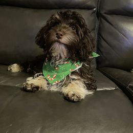 Bindi - Havanese