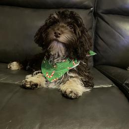 Bindi - Havanese