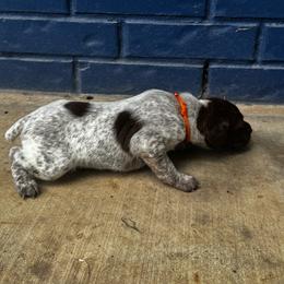 Orange Collar - Liver roan male German Shorthaired Pointer puppy in Huntington, Texas from B&B GSP’S