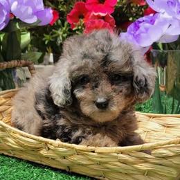 Magnolia - Blue Merle Color - Merle female Goldendoodle puppy in Beecher, Illinois from Erica’s Doodles