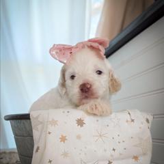 Sugar - Cream female Double Doodle puppy in Cleveland, Tennessee from Edgewater Doodles & Designer Pups