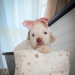 Sugar - Cream female Double Doodle puppy in Cleveland, Tennessee from Edgewater Doodles & Designer Pups