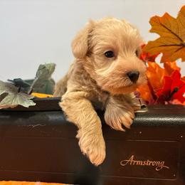 Twister (Green Collar) - Wheaten male Miniature Schnauzer puppy in Hemet, California from Journee Home Mini Schnauzers