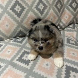 Boy 1 - Merle male Pomsky puppy in Harpers Ferry, West Virginia from Brandie Kelley