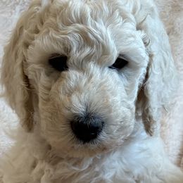 Poodles from Cedar Grove Standard Poodles