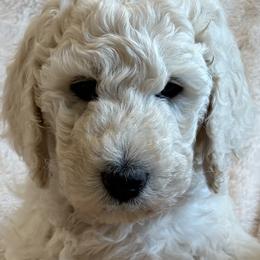 Poodles from Cedar Grove Standard Poodles