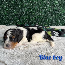 Blue boy - Tri-color male Bernedoodle puppy in Modesto, California from Two Doods Doodles