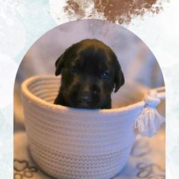 Cocoa - Brown Collar - Black male Labrador Retriever puppy in Sumerduck, Virginia from Cedar Mountain Retrievers