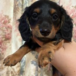 Milo - Black and tan male Dachshund puppy in Springfield, Tennessee from Savannah’s Doxie Palace