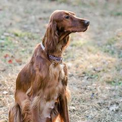 Irish Doodles from Selby Setters and Doodles