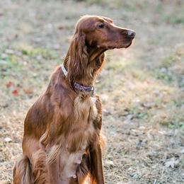 Irish Doodles from Selby Setters and Doodles