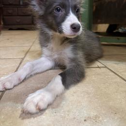 F5 Secret - White and blue female Border Collie puppy in Meridian, Mississippi from Border Hollow Border Collies