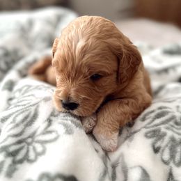 Goldendoodle Puppies from Dolly Doodle’s Doodles