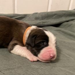 Orange collar male - Red and white male Saint Bernard puppy in Albany, Georgia from Magnolia Saint Bernards