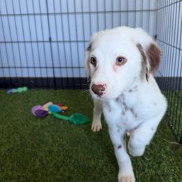 Henry long coat LUA - White and liver brown male Dalmatian puppy in Sedalia, Missouri from Missouri Dalmatians