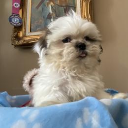 Boy 5 Little Romeo - Liver and white male Shih Tzu puppy in Troy, Michigan from "Shihtzu Best Friend"