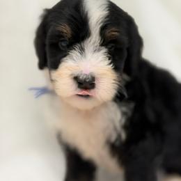 Mr. Coconut - Tri-color male Bernedoodle puppy in Hegins, Pennsylvania from Bubbling Springs Doodles, LLC