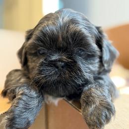 Boy 1 - royal blue collar - Blue male Shih Tzu puppy in Berkeley Springs, West Virginia from Sandridge Shih Tzus