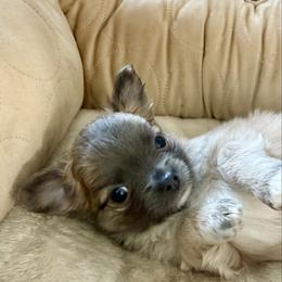 Tigger - Chocolate blue male Chihuahua puppy in Oklahoma City, Oklahoma from Savvy Chihuahuas of Oklahoma