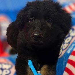 Leia - Bi-color female German Shepherd puppy in Leon, West Virginia from Heart2Heart Kennels