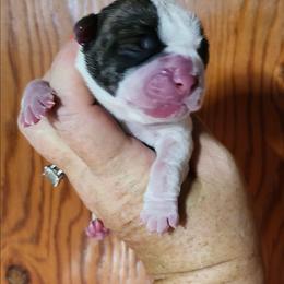 Female 1 - White and brindle female American Bulldog puppy in Xenia, Ohio from Bingham's Bulldogs LLC