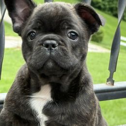 French Bulldog Puppies from Clay Acres Frenchies