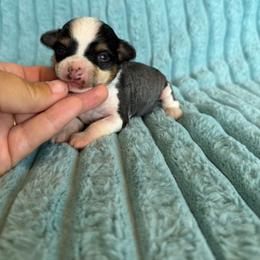 Ziggy - Black white and tan male Chinese Crested puppy in Aberdeen, Idaho from Willow Creek Cresteds