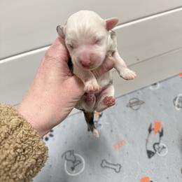 Girl 1 - Blue merle female Aussiedoodle puppy in Heber City, Utah from Junipersdoodles