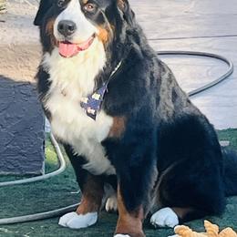 Bernese Mountain Dog All Grown Up from Copper Star Bernese Mountain Dogs