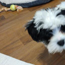 Coton de Tulear Puppies from Coton Country