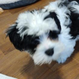 Coton de Tulear Puppies from Coton Country