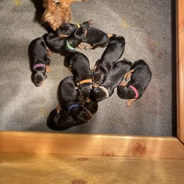 Airedale Terrier puppies from Rising-aire Terriers