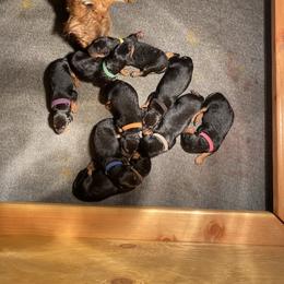 Airedale Terrier puppies from Rising-aire Terriers