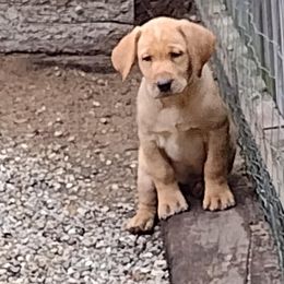Labrador Retriever Puppies from RiversWild Retrievers