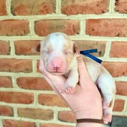 Ranger - Red male Bernedoodle puppy in Denver, Pennsylvania from Greenview Puppies