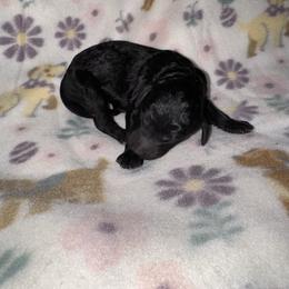 Pink Collar - Black female Goldendoodle puppy in Simpsonville, South Carolina from D & D Golden Doodles, LLC