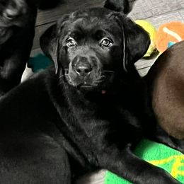 Labrador Retriever Puppies from Northern Woods Labs