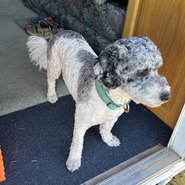 Snoopy - Aussiedoodle