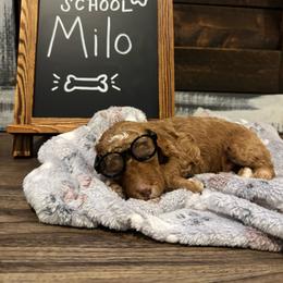 Milo - Apricot male Goldendoodle puppy in Birmingham, Alabama from Ivy’s Doodles