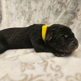Yellow collar - Black female Cane Corso puppy in Fritch, Texas from Carrie Brown's Cane Corsos