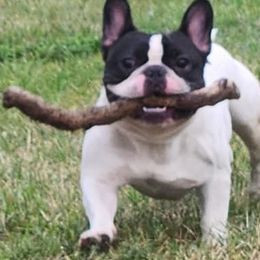 Von - French Bulldog